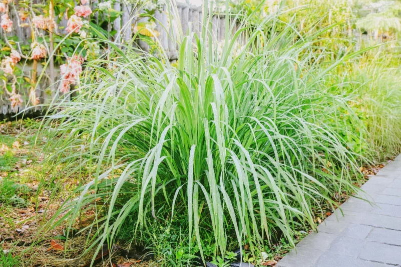 Estudios preclínicos sugieren que la hierba limón tiene propiedades anticancerígenas que no dañan células sanas