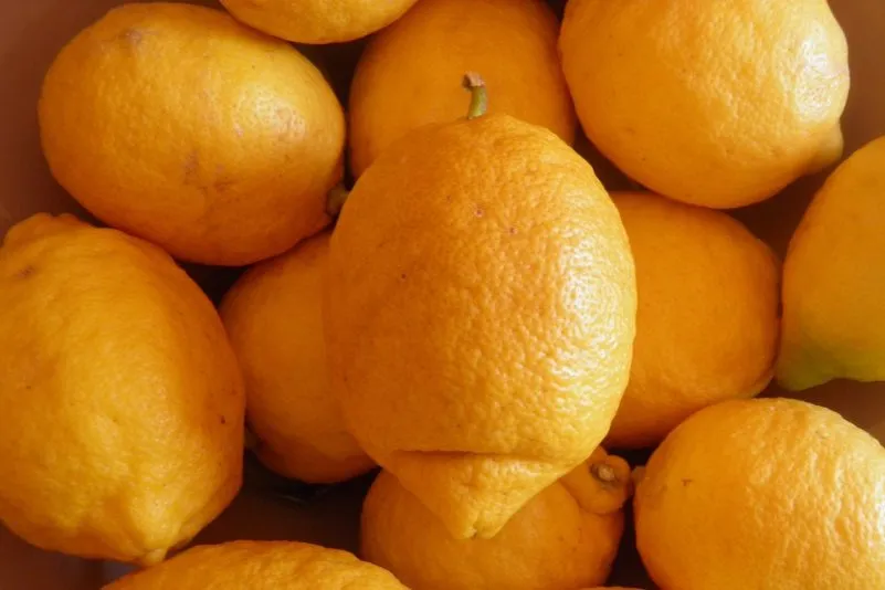 Un virus importado sin control se extiende a los limoneros de Valencia tras aparecer en Cataluña y reabre el debate sobre la gestión agrícola