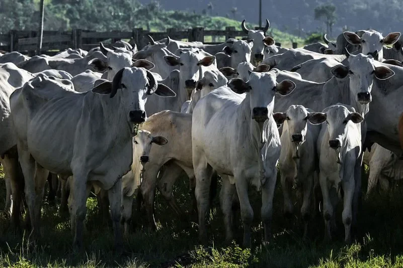 La UE excluye la carne brasileña del mercado europeo por no cumplir con los estándares sanitarios